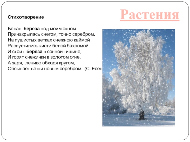 Стих береза. Стихотворение белая береза. Белая берёза стохотворение. Белая Березка стих. Стих белая берёза под моим.