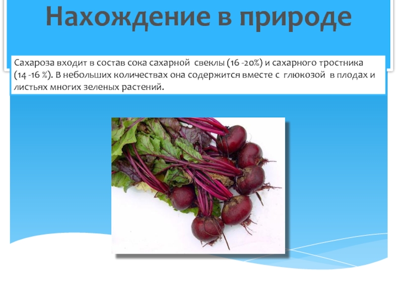 Что входит в состав сахара. Нахождение в природе сахарозы. Корнеплоды сахарной свеклы. Состав сахарной свеклы. Плод свеклы.