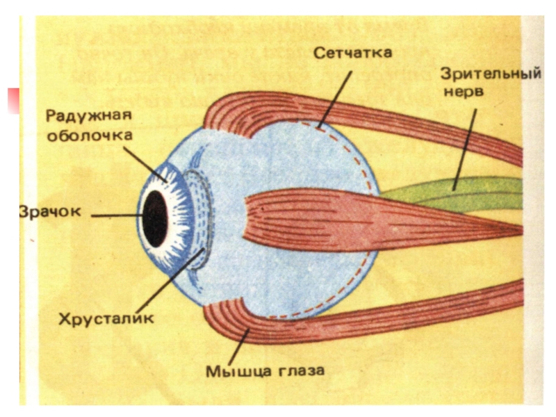 Портится ли зрение. Почему и как портится зрение. Зрительный нерв Радужная оболочка. Почему зрение портит?.