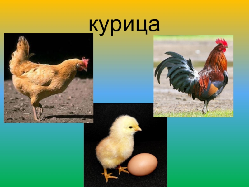 Проект про куриц