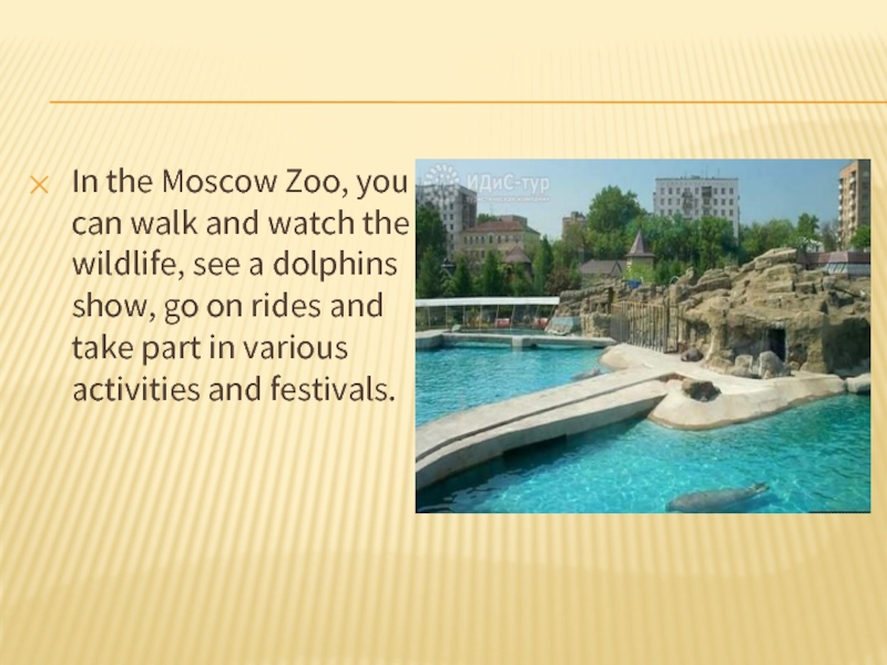 In the Moscow Zoo, you can walk and watch the wildlife, see a dolphins show, go on