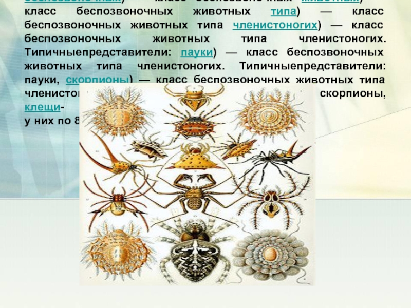 Тип класс беспозвоночные животные. Паукообразные представители 3 класс. Классы беспозвоночных. Класс беспозвоночных животных. Класс беспозвоночных животных типа Членистоногие.