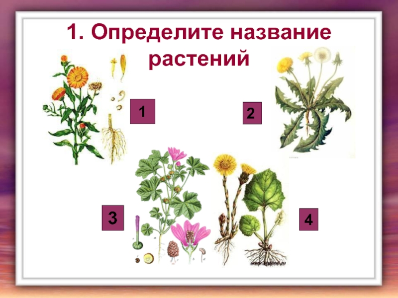 1. Определите название растений1234