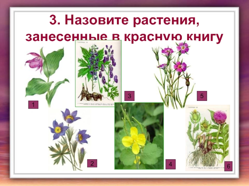 3. Назовите растения, занесенные в красную книгу123456