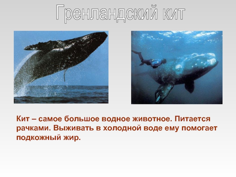 Где живет кит русский язык 1 класс. Гренландский кит. Гренландский кит фото. Гренландский кит где обитает. Чем питается Гренландский кит.