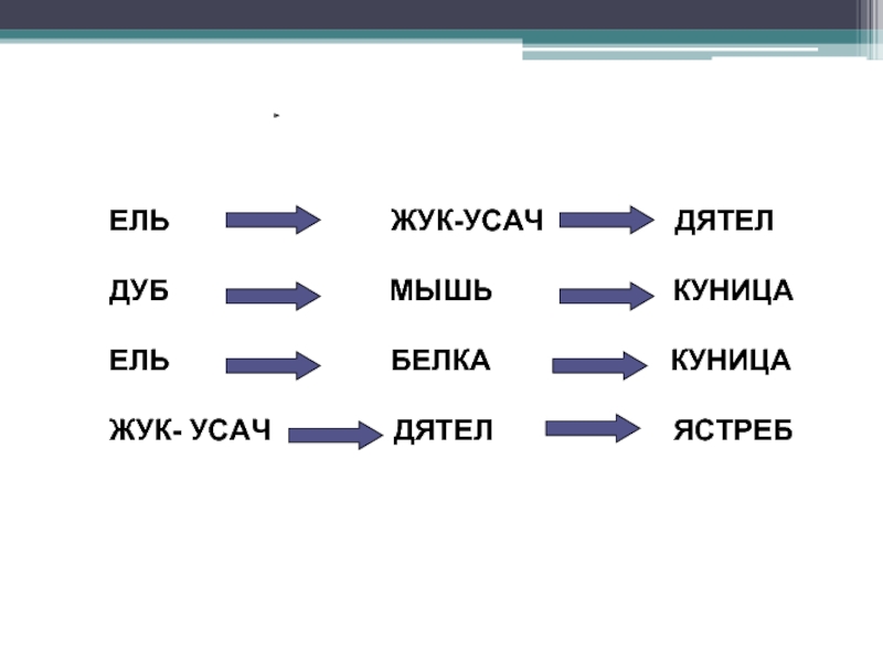 Цепь питания ели. Пищевая цепочка ель. Ель белка куница цепь питания. Пищевая цепь ель белка куница. Цепь питания ель мышь дятел.