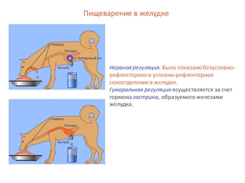 Чувствительное пищеварение. Схема безусловного рефлекса сокоотделения. При помощи чего осуществляются рефлексы сокоотделения. Латентный период сокоотделения. Кривые сокоотделения на разнообразные пищевые раздражители.