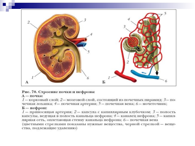 Строение почки человека презентация