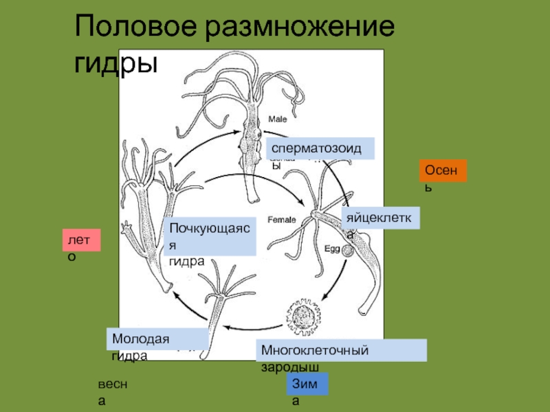 Регенерация размножение. Цикл развития гидры. Жизненный цикл гидры пресноводной. Стадии развития гидры. Размножение гидры пресноводной.