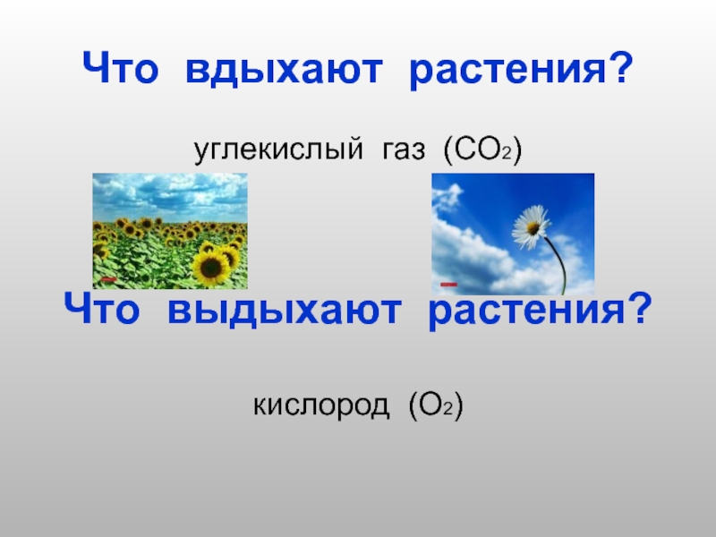 Что вдыхают растения?углекислый газ (СО2)Что выдыхают растения?кислород (О2)