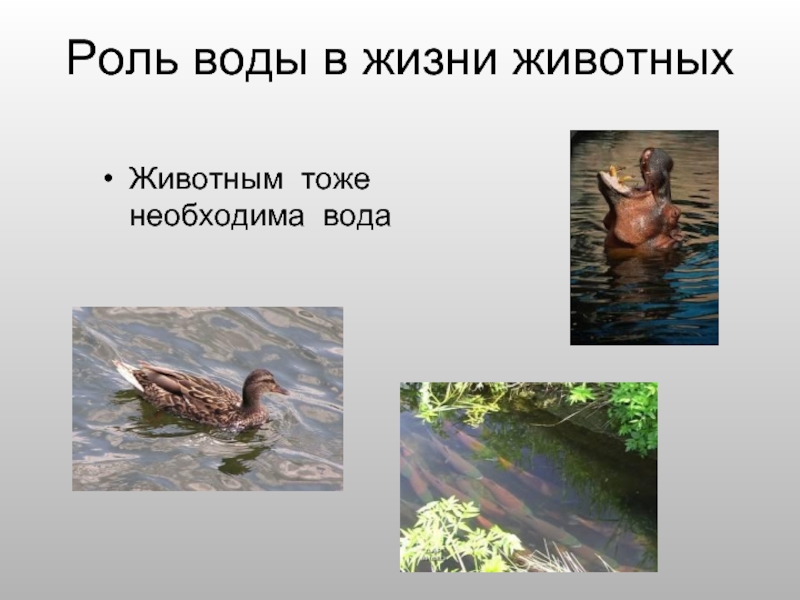 Роль воды в жизни животныхЖивотным тоже необходима вода