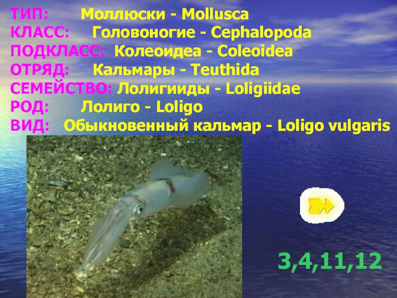 ТИП:    Моллюски - Mollusca КЛАСС:   Головоногие - Cephalopoda ПОДКЛАСС: Колеоидеа - Coleoidea
