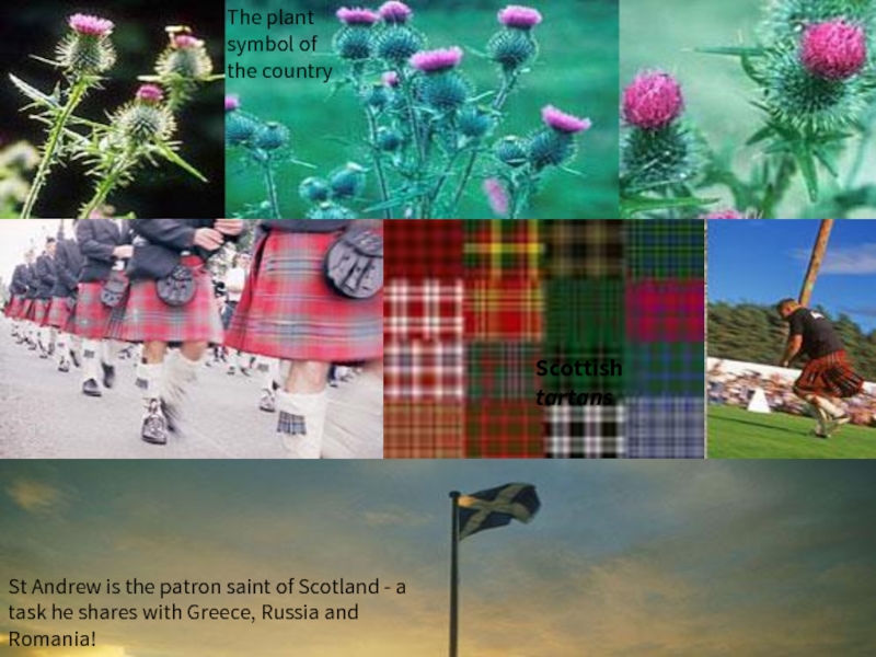 What plant is the symbol of scotland. День тартана презентация. The symbol of Scotland is a and its patron Saint is.
