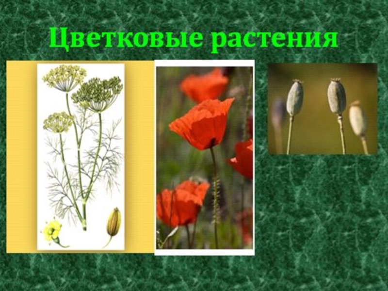 Растения цветковой группы. Цветковые растения окружающий мир. Проект цветковое растение. Цветковые растения презентация. Цветковые растения 2 класс окружающий мир.