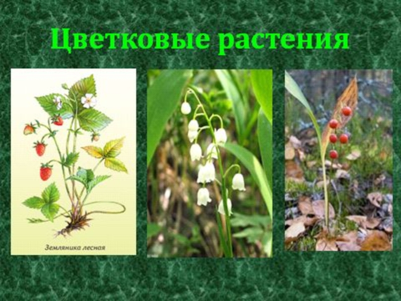 Примеры про растения. Цветковые растения. Группа растений цветковые. Какие растения цветковые. Цветковые растения 2 кл.