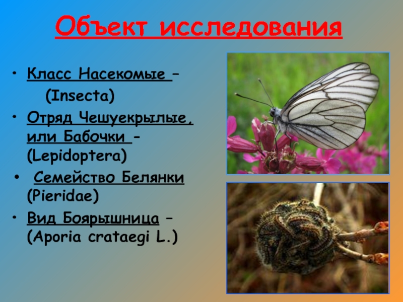 Капустная белянка отряд насекомых. Семейство белянки боярышница. Класс насекомые бабочки. Бабочка боярышница. Боярышница биологические особенности.