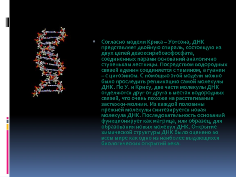 Структуры молекулы днк установили. Модель молекулы ДНК Уотсона и крика. Двойная спираль ДНК Уотсона и крика. Вторичная структура ДНК модель Уотсона и крика. Структура ДНК по Уотсону и крику.