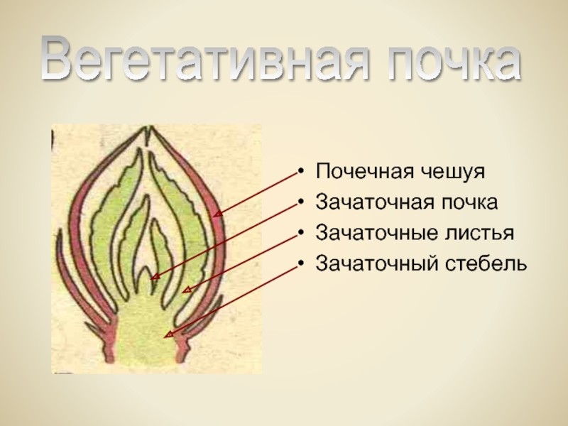 Рассмотрите изображение вегетативной почки и выполните задания покажите стрелками зачаточный лист