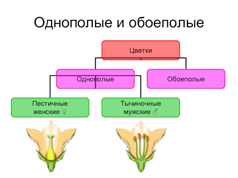Обоеполым цветком называют. Цветки обоеполые и раздельнополые 6 класс биология. Однополые и обоеполые цветки схема. Строение растений обоеполые и однополые. Обоеполый цветок биология 6 класс.
