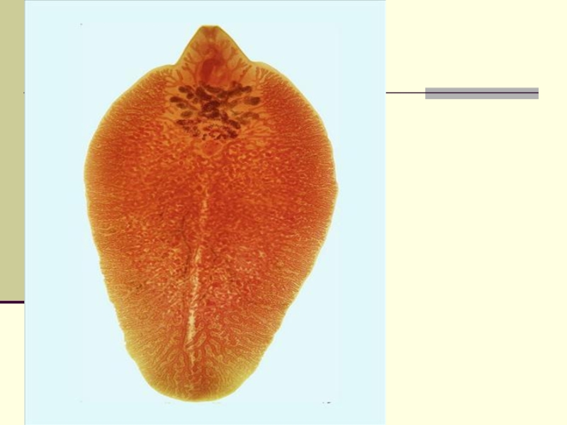 Печеночный сосальщик впр. Печеночный сосальщик цикл. Половая система печеночного сосальщика микроскоп. Ворсинки сосальщика. Печеночный сосальщик и корова.