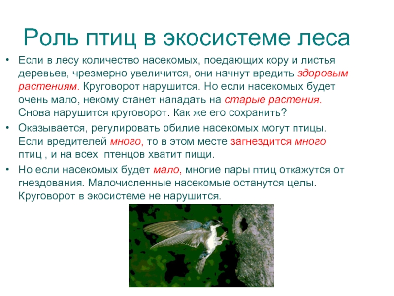 Роль экосистемы в жизни человека. Роль в экосистеме. Роль птиц. Птицы и экосистема. Экологическая роль птиц.