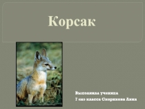 Корсак