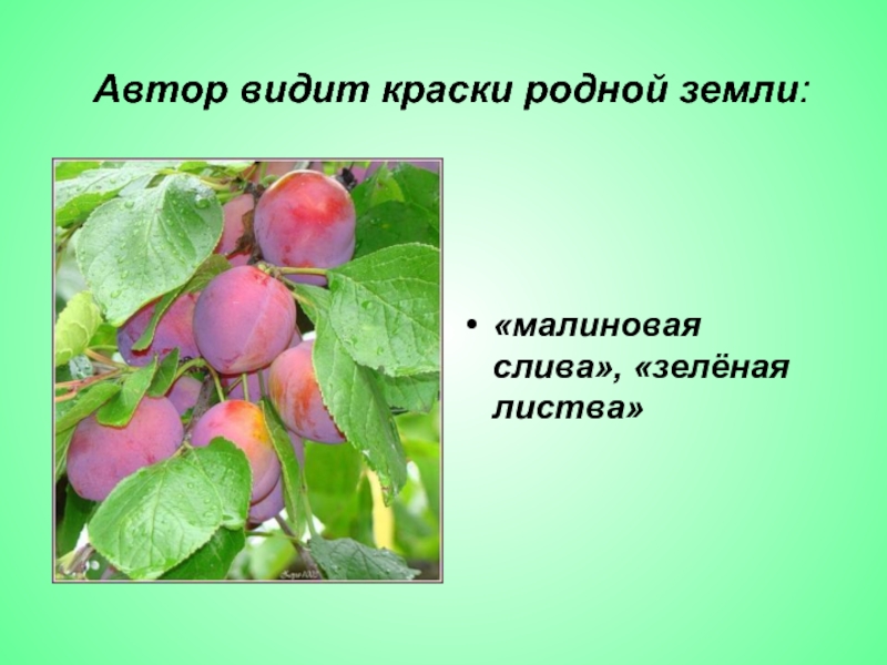 Автор видит. Малиновая слива Лермонтов. Стих Лермонтова малиновая слива. Слива желтеющая Нива Лермонтов. Стих малиновые сливы....