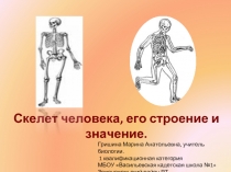 Строение скелета человека (8 класс)