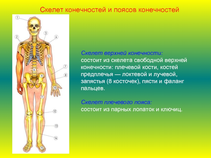 Скелет верхней конечности:состоит из скелета свободной верхней конечности: плечевой кости, костей предплечья — локтевой и лучевой, запястья