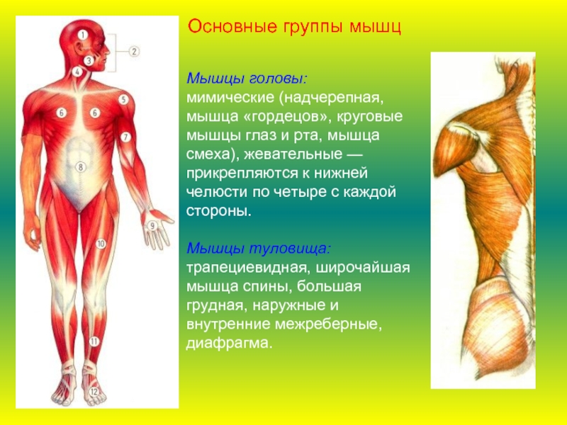 Мышцы головы:мимические (надчерепная, мышца «гордецов», круговые мышцы глаз и рта, мышца смеха), жевательные — прикрепляются к нижней