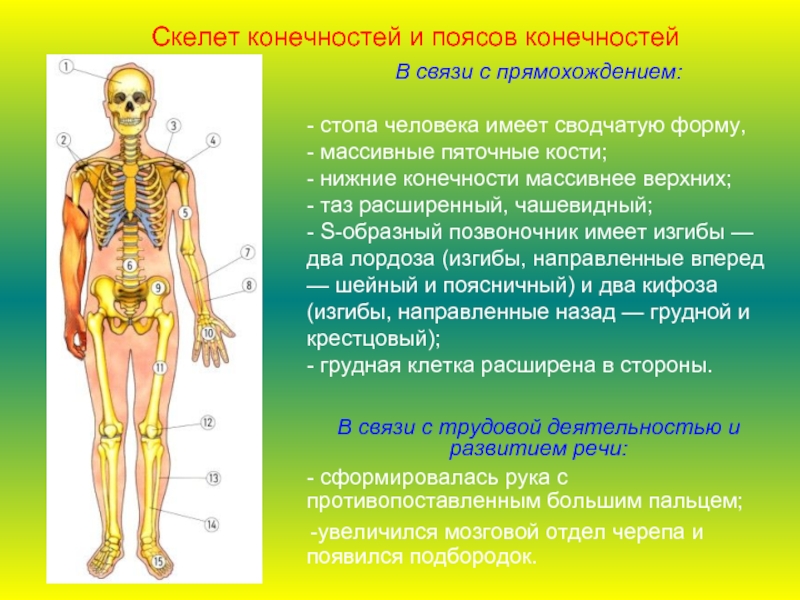 В связи с прямохождением:- стопа человека имеет сводчатую форму, - массивные пяточные кости;- нижние конечности массивнее верхних;-