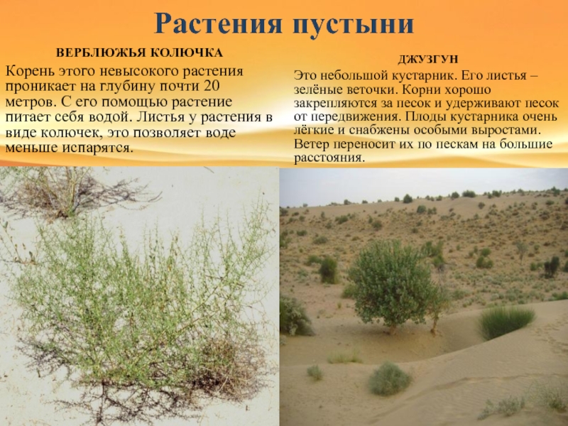 Саксаул растение фото и описание