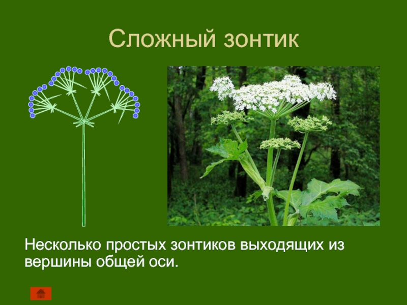 Сложный зонтик соцветие примеры растений. Соцветие сложный зонтик. Простой зонтик. Сложный зонтик строение. Соцветие простой зонтик.