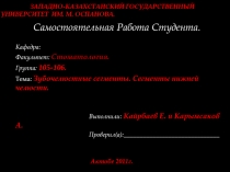 Зубочелюстные сегменты. Сегменты нижней челюсти