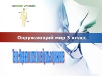 Нервная система и её роль в организме (3 класс)