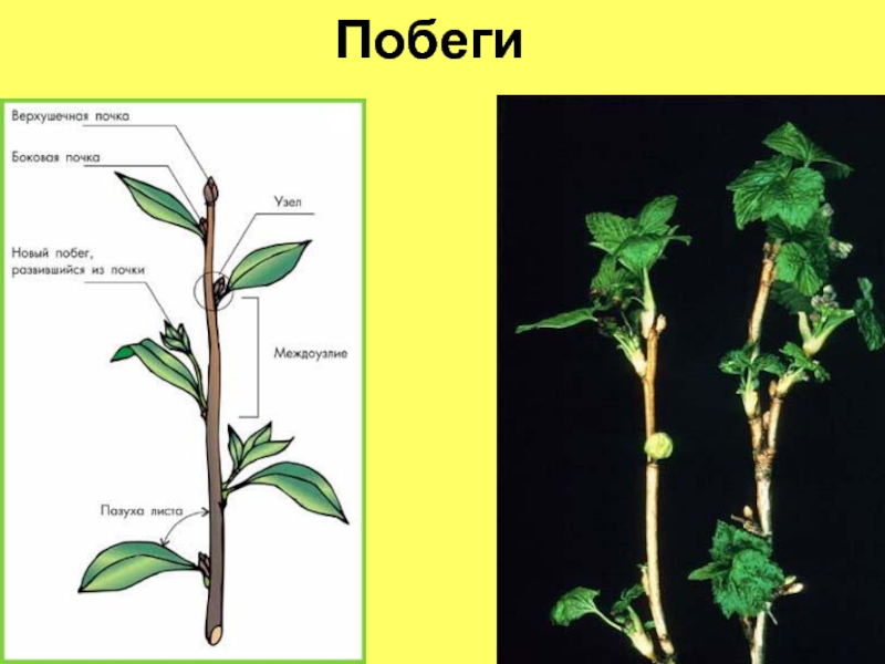 Схема побега цветкового растения