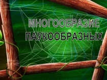 многообразие паукообразных