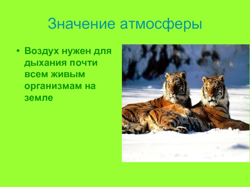 Значение воздуха для растений животных. Роль воздуха. Роль воздуха в жизни животных. Воздух для человека и животных и растений. Роль воздуха для животных.