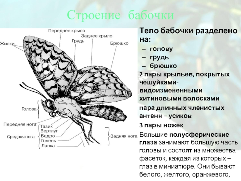 Основные части тела бабочки рассмотри рисунок и подпиши