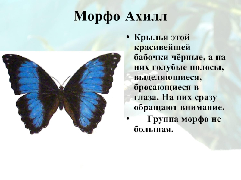 Лилия morpho pink фото и описание