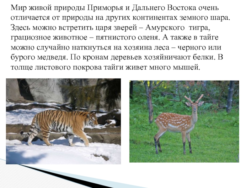 Очень отличается. Животные Приморского края презентация. Растения и животные Приморского края. Животный мир Приморского края презентация. Какие звери живут на Дальнем востоке.