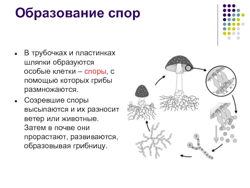 Прорастающие споры гриба. Размножение грибов спорами схема. Размножение шляпочного гриба схема. Размножение шляпочных грибов схема. Размножение грибов грибницей.
