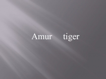 Амурский тигр - Amur tiger (на английском языке)