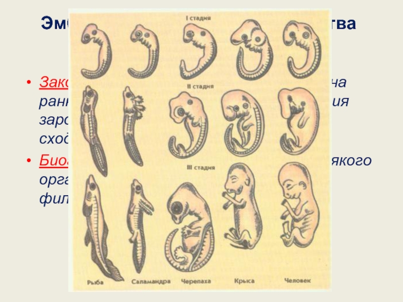 Сравните основные стадии зародышевого развития позвоночных используя рисунок 221