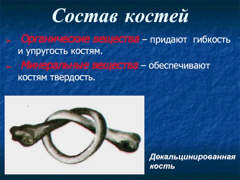 Придает твердость. Минеральные вещества придают кости. Что придаёт костям упругость. Минеральные вещества придают костям. Органические вещества кости обеспечивают костям гибкость и.