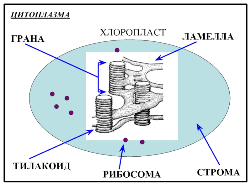 Тилакоиды гран. Тилакоид. Строма тилакоид. Строма и Грана. Граны хлоропластов.