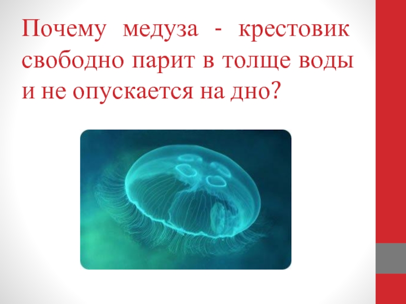 Почему толстой вода. Медуза крестовичок. Крестовичок Кишечнополостные. Медуза гонионема. Дальневосточная медуза крестовичок.