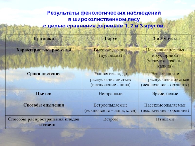 Практическая работа фенологические наблюдения в природе. Дерево фенологическое наблюдение. Фенологические наблюдения за рябиной. Дневник фенологических наблюдений 5 класс.