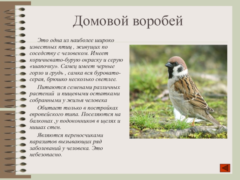 Домовой воробейЭто одна из наиболее широко известных птиц , живущих по соседству с человеком. Имеет коричневато-бурую окраску