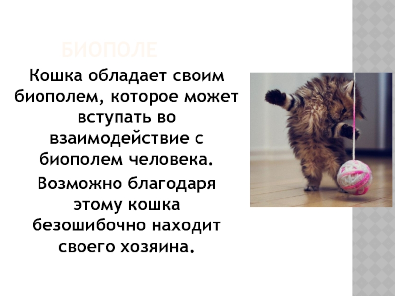 Роль кошка. Роль кошек. Функции кошки. Роль кошки в жизни человека. Презентация кошки в жизни человека.